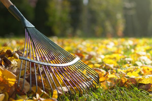 Leaf Cleanup Service in Franklin