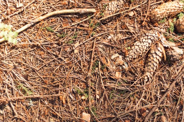 Pine Needles Removal in Franklin