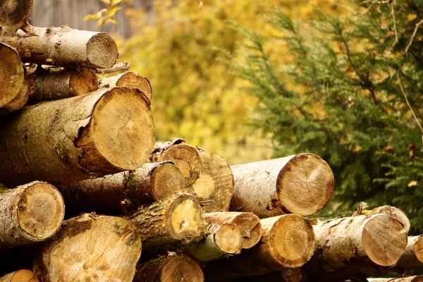 Wood Pile Removal in Franklin
