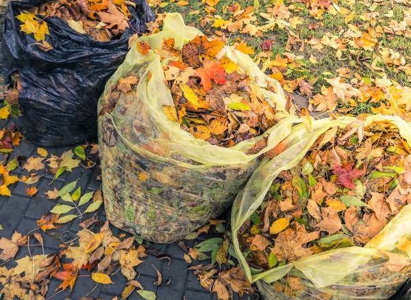 Yard Cleanup Service in Franklin