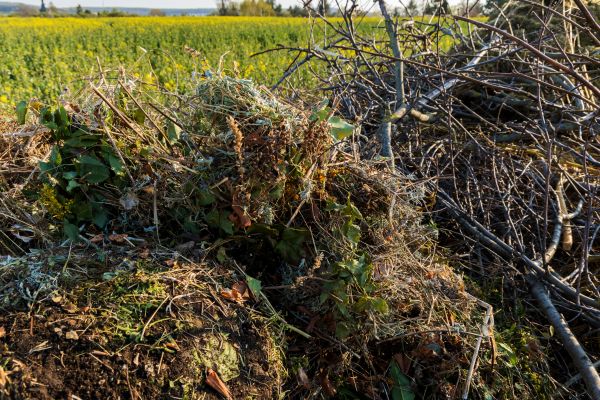 Brush Disposal in Franklin