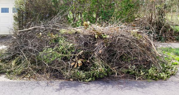 Tree Limb Cleanup in Franklin