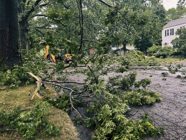 Tree Branch Disposal in Franklin