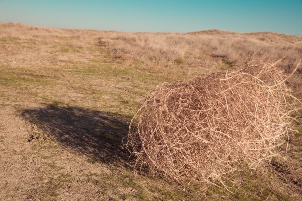 Tumbleweed Removal in Franklin