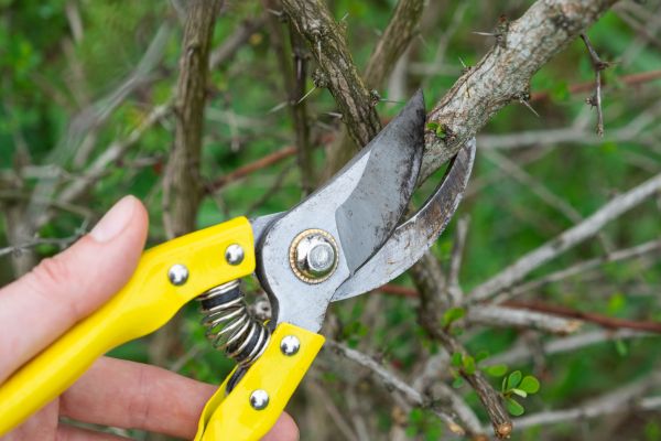 Limbs Removal in Franklin
