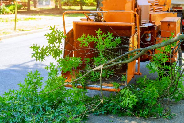 Tree Branches Removal in Franklin