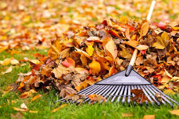 Yard Leaf Removal in Franklin