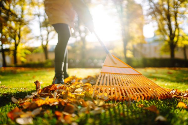 Leaves Raking in Franklin