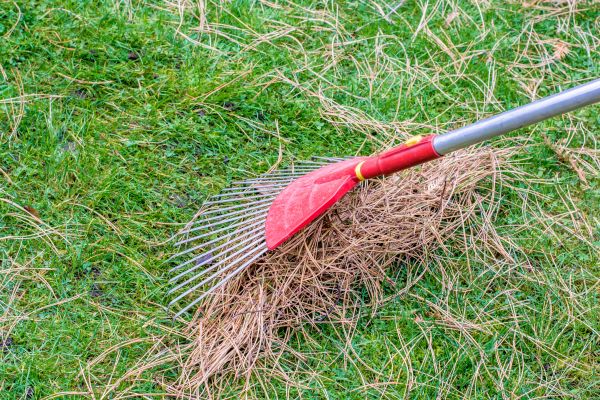 Yard Raking in Franklin