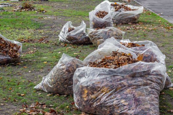 Leaf Pile Disposal in Franklin