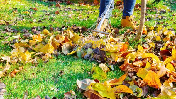 Lawn Cleanup Service in Franklin