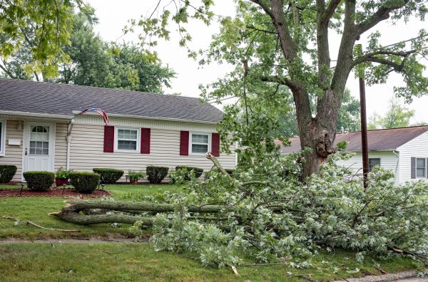 Fallen Branch Removal in Franklin