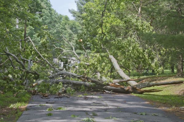 Tree Debris Removal in Franklin